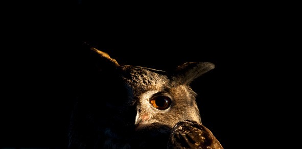 Eurasian eagle-owl - stock photo