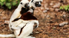 First-ever Successful Birth of 'Dancing Lemur' in Europe a Win for Conservationists Trying to Breed the Critically Endangered Species