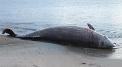 Beaked Whales Washed Up in Cyrpus Linked to Turkey-Syrian Earthquake