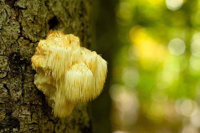 Edible Lion's Mane Mushrooms Can Boost Brain Cell Growth, Improve Memory Growth [Study ...