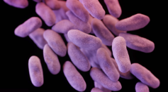 These Enterobacteriaceae, a family of bacteria that causes a wide range of illnesses, is resistant to carbapenems, a class of antibiotics usually usually reserved for known or suspected multidrug-resistant bacterial infections.