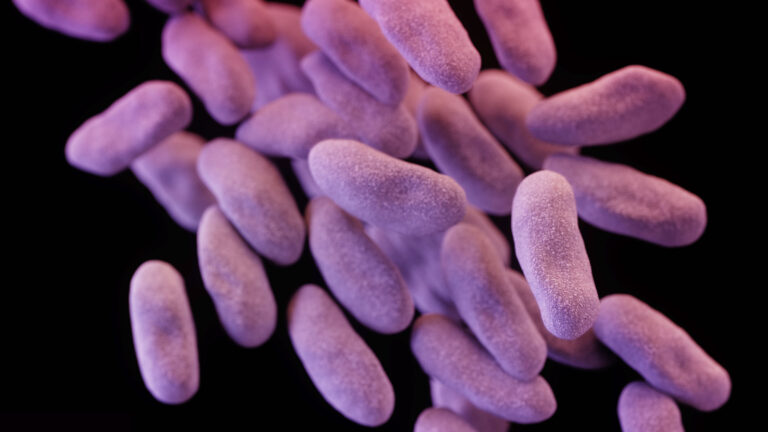 These Enterobacteriaceae, a family of bacteria that causes a wide range of illnesses, is resistant to carbapenems, a class of antibiotics usually usually reserved for known or suspected multidrug-resistant bacterial infections.