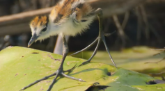 A screenshot of an African jacana chick from the National Geographic/Disney+ documentary series 