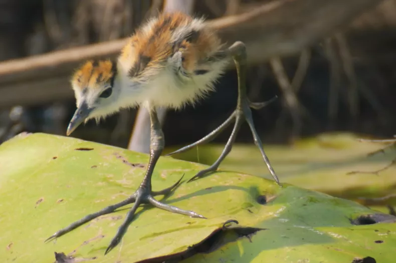 A screenshot of an African jacana chick from the National Geographic/Disney+ documentary series 