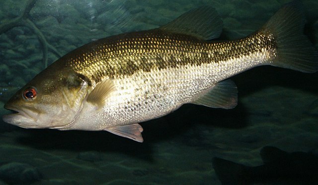 Fisherman Reels An Extremely Rare 165 Inch Golden Largemouth Bass From