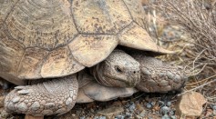 Want To Get a Tortoise for a Pet? Arizona Is Putting 300 Sonoran Desert Tortoises up for Adoption