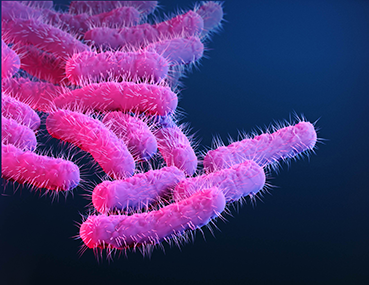 Shigella bacteria cause an infection called shigellosis. Shigella cause an estimated 450,000 infections in the United States each year and an estimated $93 million in direct medical costs.