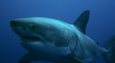 Great White Sharks' Incredible Self-Healing Capability Captured in Photos [LOOK] 