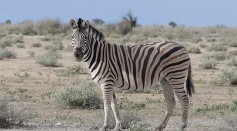 Zebra Stripes Has a Purpose; Monochrome Pattern Helps Protect Them From Horseflies [STUDY]