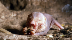 Not only are naked mole-rats (Heterocephalus glaber) the longest-living rodents, they also 'never stop having babies,' according to researchers. 
