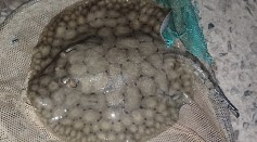 Fisherman Catches 550-Pound Short-Tailed River Stingray After 2-Hour Battle in Argentina