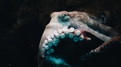 How Octopus Brains Control Their Behavior? Scientists Successfully Recorded Its Brain Waves While Moving