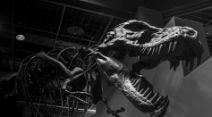 Bone Analysis Uncover Developmental Strategies Underlying the Size of Non-Avian Dinosaurs
