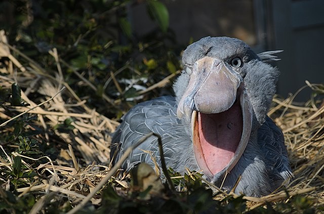 Get to Know Shoebill: Africa's Intimidating, Giant Prehistoric-Looking Bird Is Under Threat 
