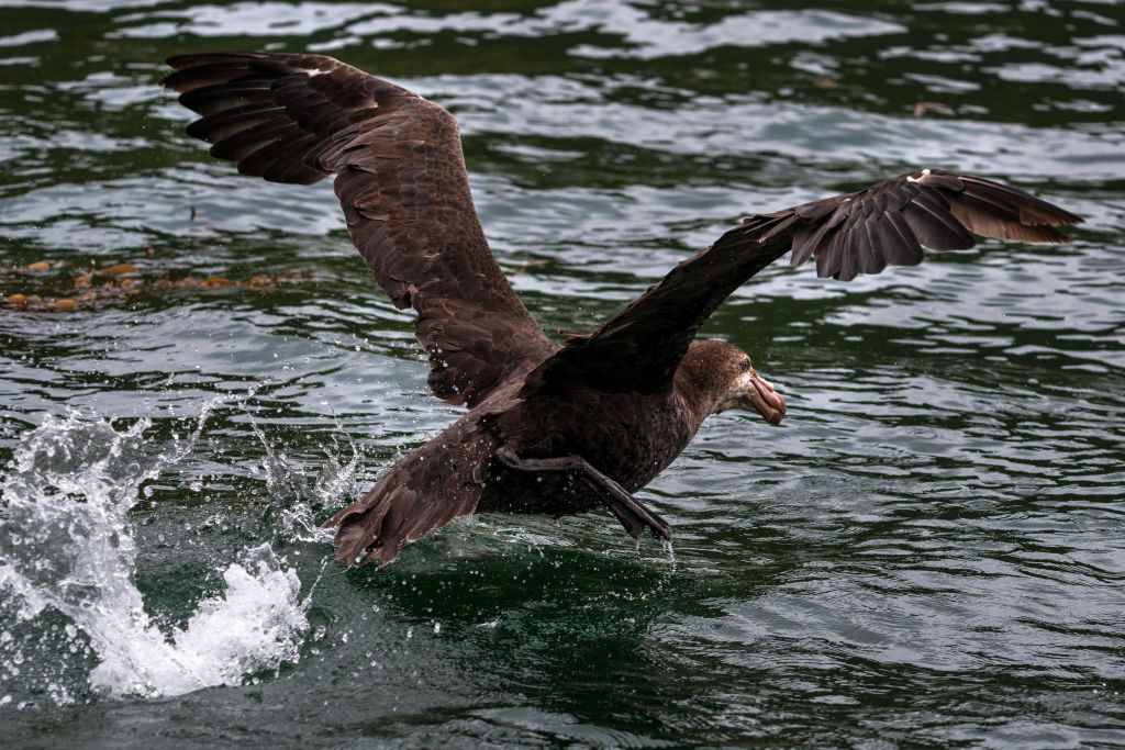 3-million-year-old Fossils of Giant Petrels Reveal That These Birds Had  Wicked Sharp Beak Used To Eviscerate Their Prey | Science Times