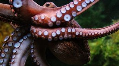 Octopus' Brain Activity Recorded For The First TIme [Study]