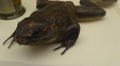 Goliath Frogs About the Size of Domestic Cats Are Endangered Due to Overhunting, Pet Trade [Report]   KW: Goliath frog, largest frog,  Cameroon, Equatorial 