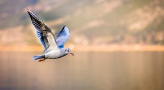 Missing Link on the Origin of Bird Flight Traced Back to Non-avian Dinosaurs
