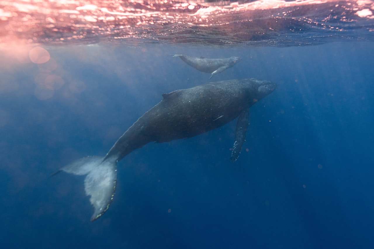 Whale Deaths Are Surging; Online Shopping Could Be a Reason Why