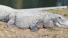 4.2-Meter Crocodile Shot Dead After Attacking a Man, Dog; Steve Irwin's Father Calls For Investigation Over Animal Cruelty