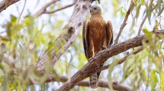 Red Goshawk of Australia Facing Extinction; Queensland Now the Only Remaining Place to Support Breeding Populations