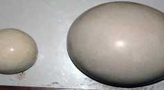 Extinct Elephant Birds Weighed 700 Kilograms, Stood 3 Meters; Eggs Were 150 Times Bigger Than That of Chicken's [STUDY]