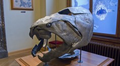 Prehistoric Sea Monster That Once Roamed Cleveland Waters May Have Been Shorter, Chunkier Than Previously Thought