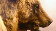Dead Brown Bear Bruno Exposed To Public