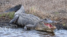 Massive Alligator Easily Breaks Aluminum Fence to Cross Barrier [WATCH]