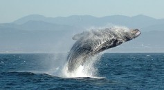 Whales Use Voice Modulation Like Kim Kardashian, Other American Celebrities Not to Impress But Hunt