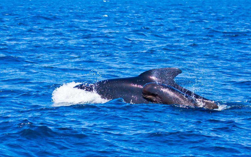 Orca Found Swimming With a Pilot Whale Calf in What Seems To Be an Interspecies Adoption