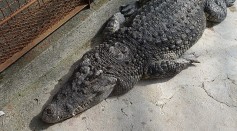 8-Foot Alligator Raised as Pet by a Texas Woman for Over 20 Years