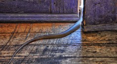 Snakes Can Flatten Their Bodies to Enter Homes Despite Closed Doors [WATCH]