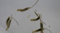 Rat-Tailed Maggots: What They Indicate? Do They Turn Into Flies?