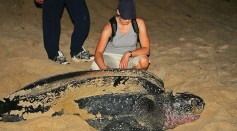 Dead Leatherback Sea Turtle Washed Ashore on Whale Beach Days After Another Was Saved From Being Entangled in a Shark Net