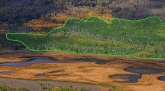 World's Largest Organism Struggles Due to Overgrazing of Deers, Elk