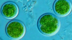  Single-Cell Algae Transformed Into Functional Perovskite Materials With Unique Nano-Architectures