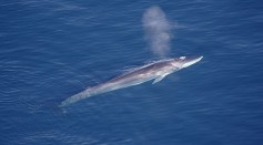 56-Foot Fin Whale With Scoliosis Filmed Swimming in Spain