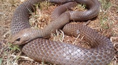 Curious Toddler Chases Deadly Snake, Leads to Discovery of Nests With 110 Eggs of Deadly Serpent