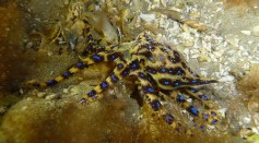 Extremely Venomous Blue-Ringed Octopus Bit a Woman Swimmer in Australia