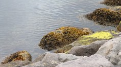 8,000-Kilometer Blob of Seaweed Smelling Like Rotten Eggs Heading Toward Florida Could Wreak Havoc on Local Ecosystems  KW: seaweed, rotten eggs, ecosystems, Florida, Gulf of Mexico