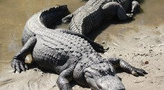 8-Foot Alligator Bullied by Gangster Crane; Watch the Gator Running Back to Water [VIDEO]