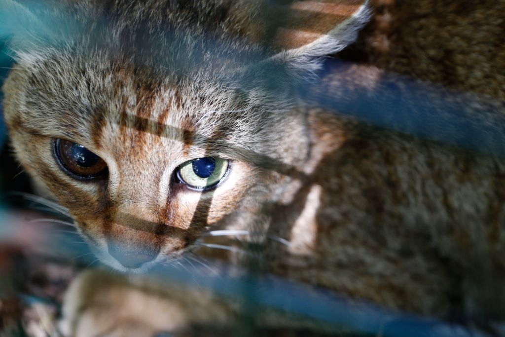 Meet the Corsican 'Cat Fox': The Mysterious Feline Prowling the Remote Areas of French Island