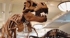 Dinosaurs Adapted to Evolution to Dominate Earth Before Extinction