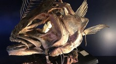 Fisherman Catches Alien-Like Fish: What Is It? [SEE PHOTO] 