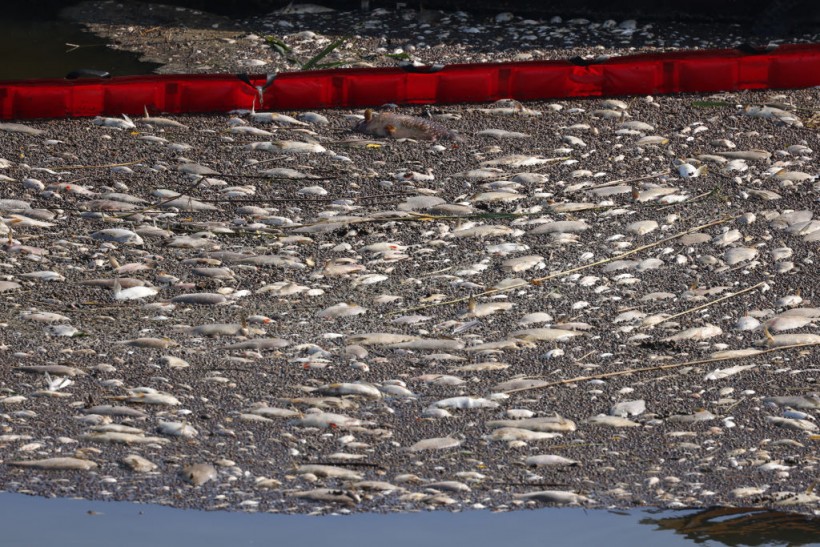 Cause Of Mass Fish Die-Off On Oder River Still Under Investigation