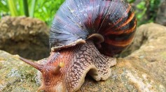 6 Giant African Land Snails That Can Carry Diseases Seized From a Traveler From Ghana