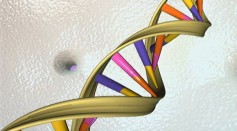 DNA Double Helix Splits Due to Invasive Nature of Unzipping Process
