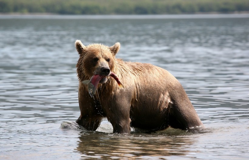 Hungry Bears Are Coming Out of Hibernation as Spring Season Begins, Experts Warn 