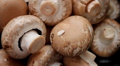 Edible Mushrooms Could Be the Key to Solving World Hunger, Climate Change